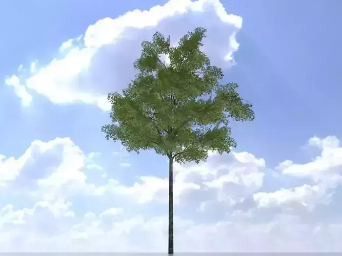 Hazelnut tree summer 5000mm Low-poly 3D model