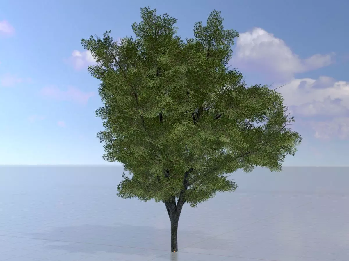 Hazelnut tree summer 8000mm Low-poly 3D model