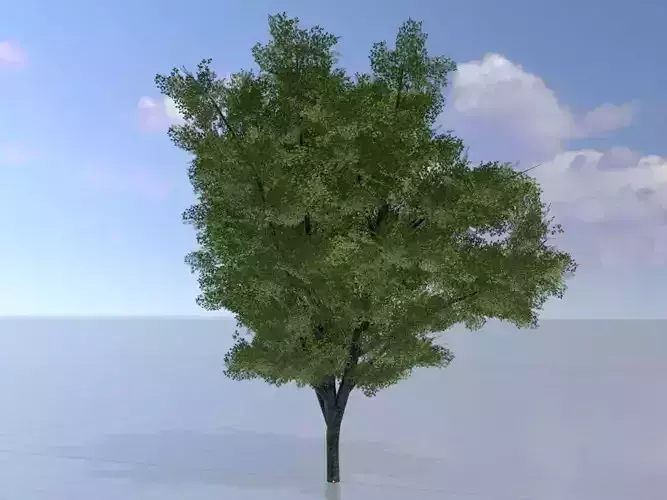 Hazelnut tree summer 8000mm Low-poly 3D model