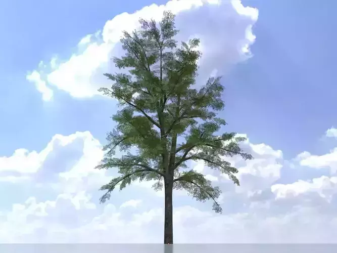 Hazelnut tree summer 16000mm Low-poly 3D model