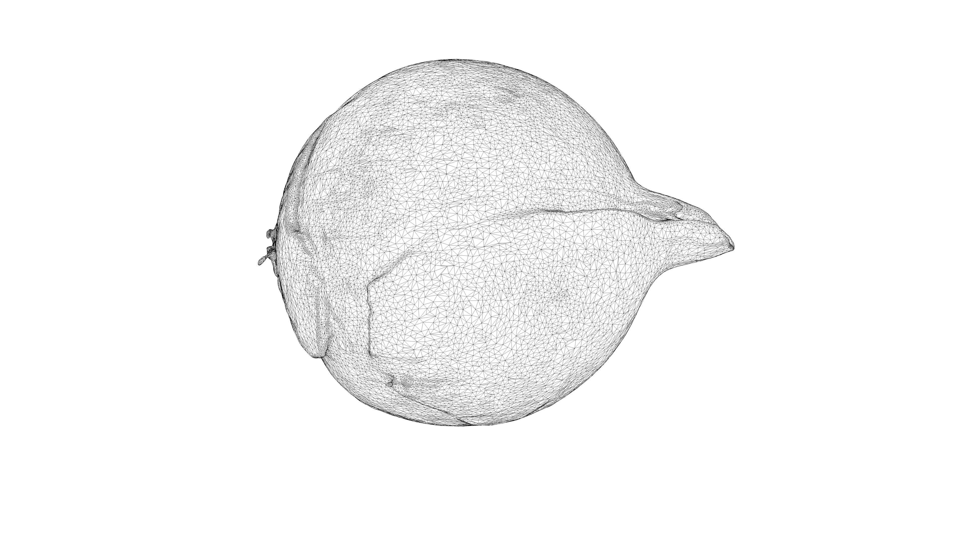 Photorealistic 3D scanning of different vegetables 3D Model Collection_16