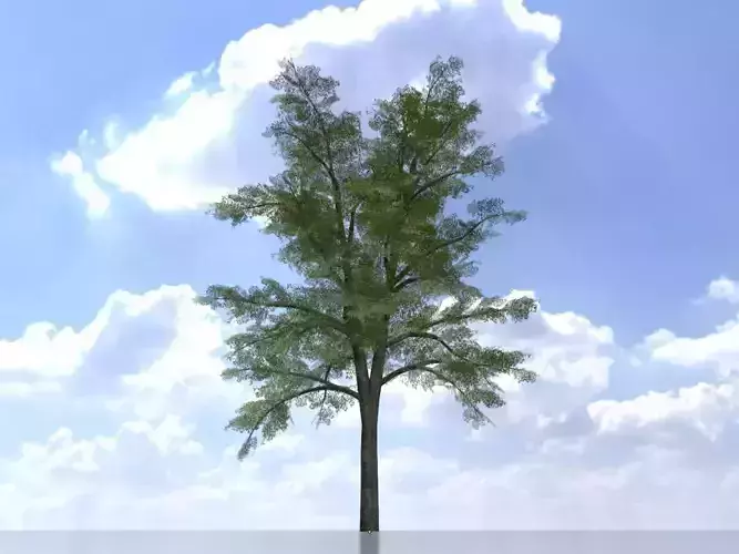Hazelnut tree summer 12000mm Low-poly 3D model