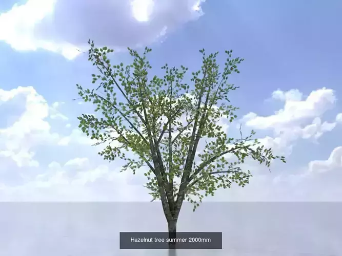 Hazelnut Tree Summer Package 3D Model Collection