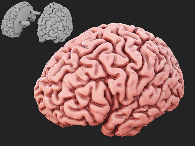Human Brain 3D print model