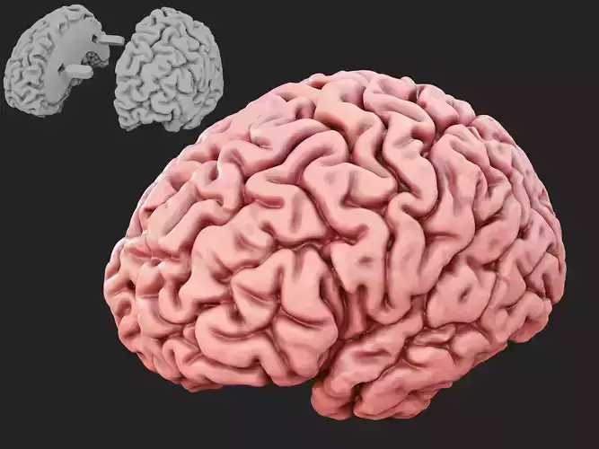 Human Brain