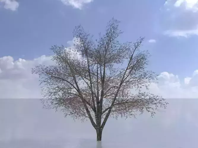 Hazelnut tree winter 2000mm Low-poly 3D model