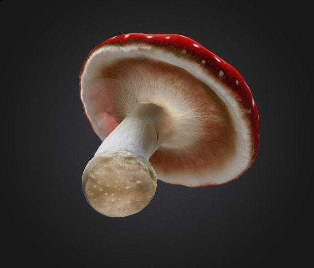 Toadstool mushroom 3D model_2