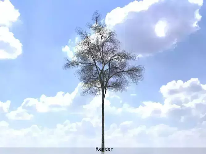 Hazelnut tree winter 5000mm Low-poly 3D model