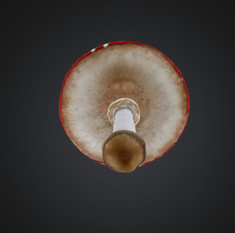 Toadstool mushroom 3D model_3