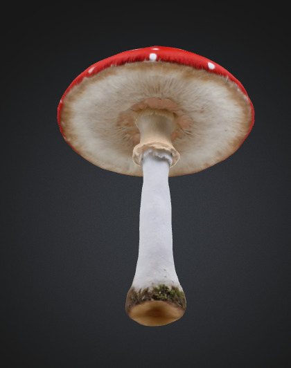 Toadstool mushroom 3D model_1