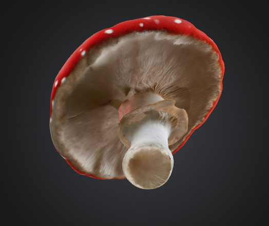 Toadstool mushroom 3D model_2