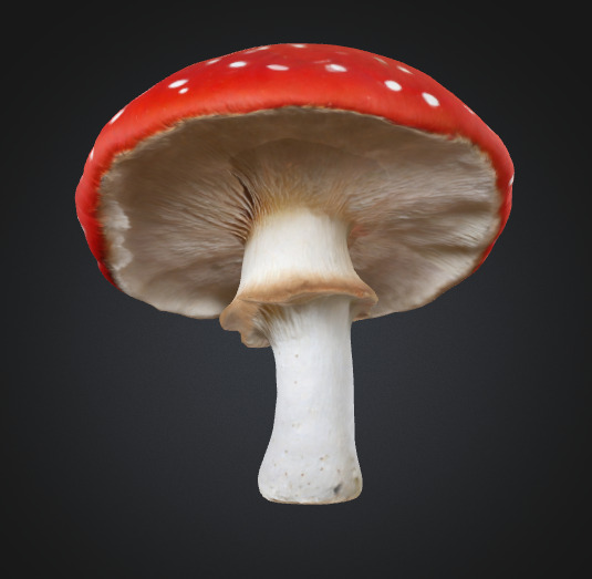 Toadstool mushroom 3D model_1