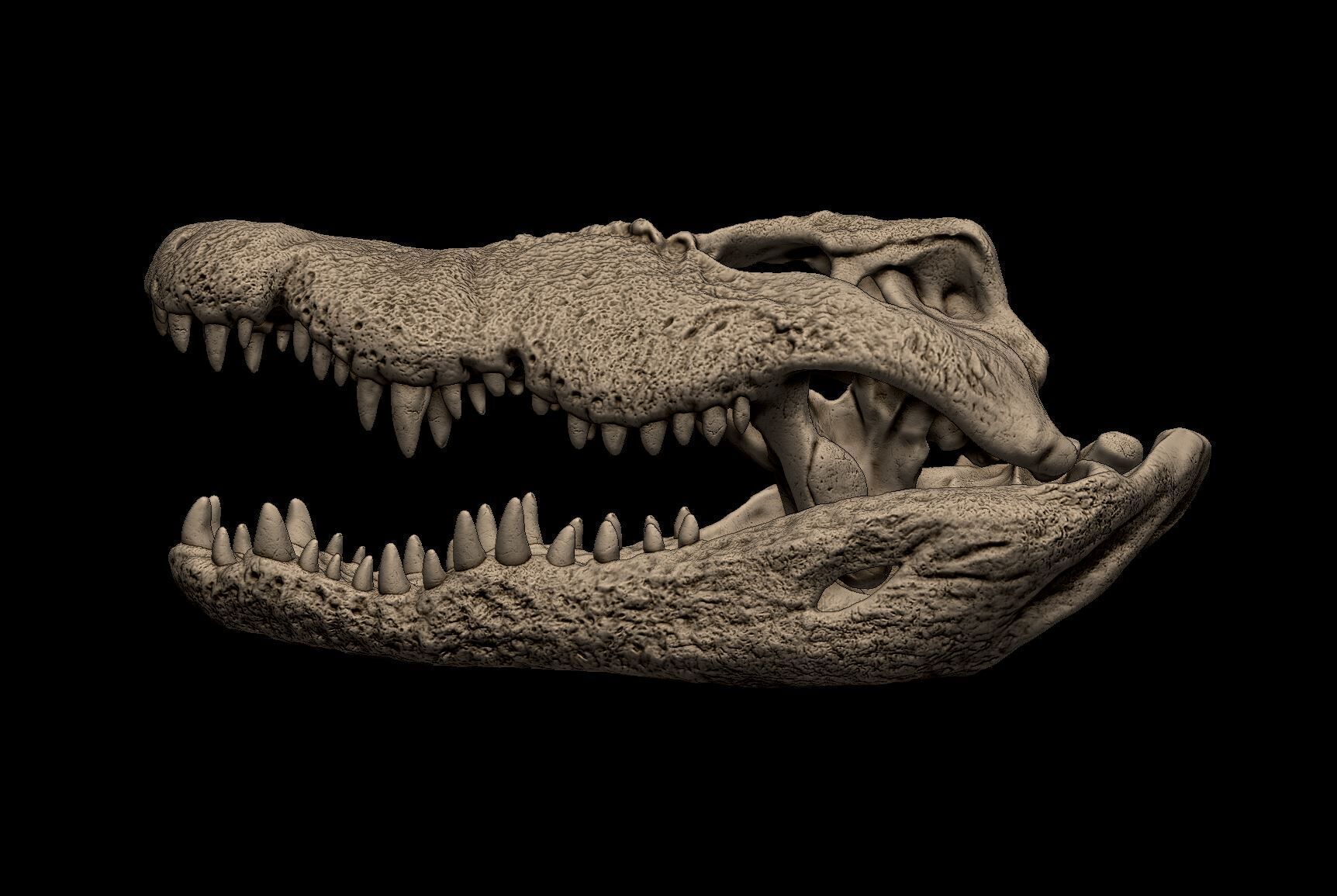 Nile Crocodile Skull 3D print model_2