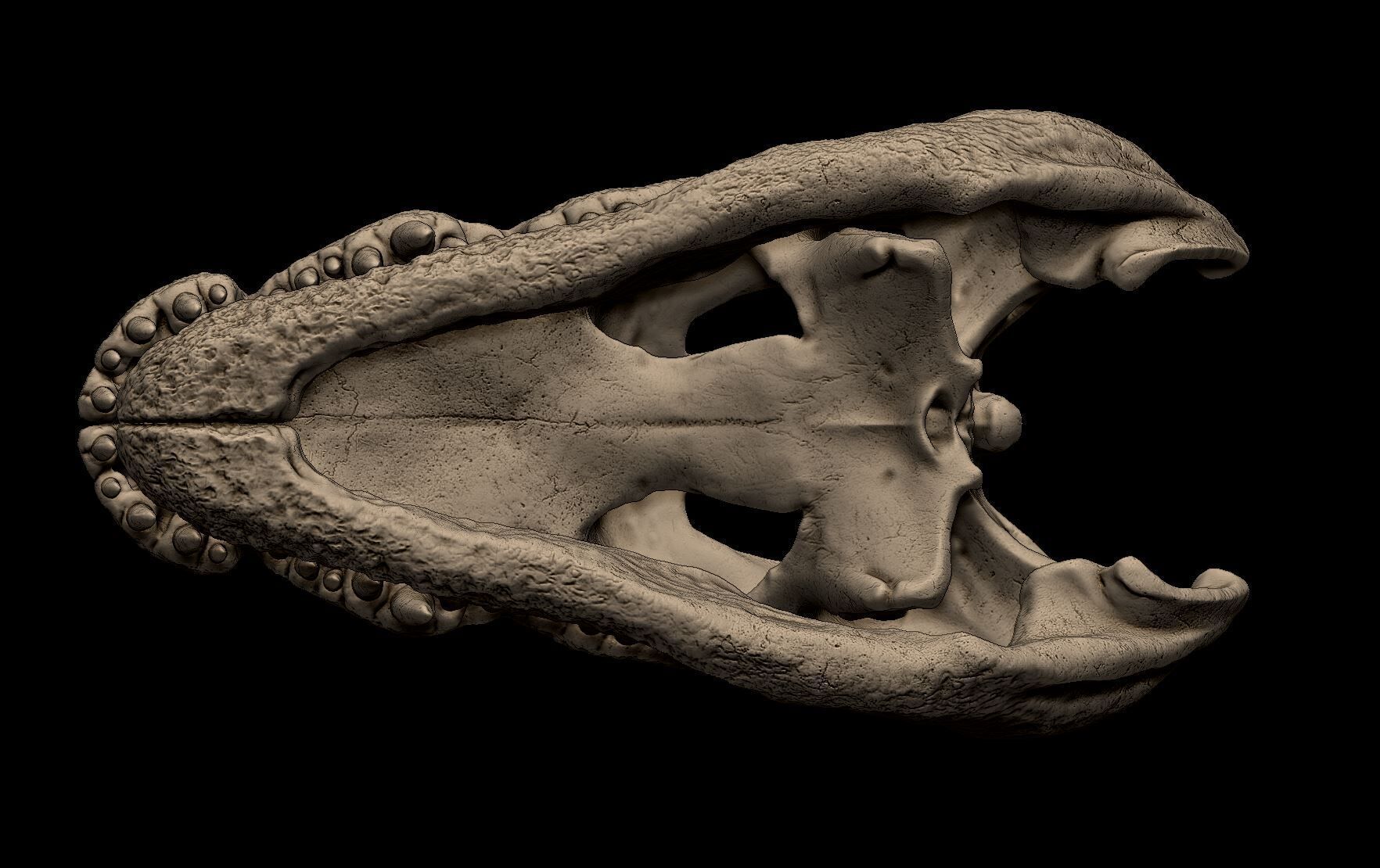 Nile Crocodile Skull 3D print model_5