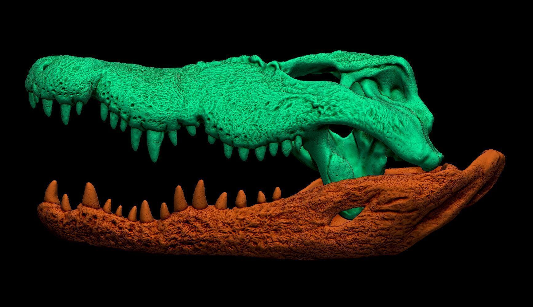 Nile Crocodile Skull 3D print model_8