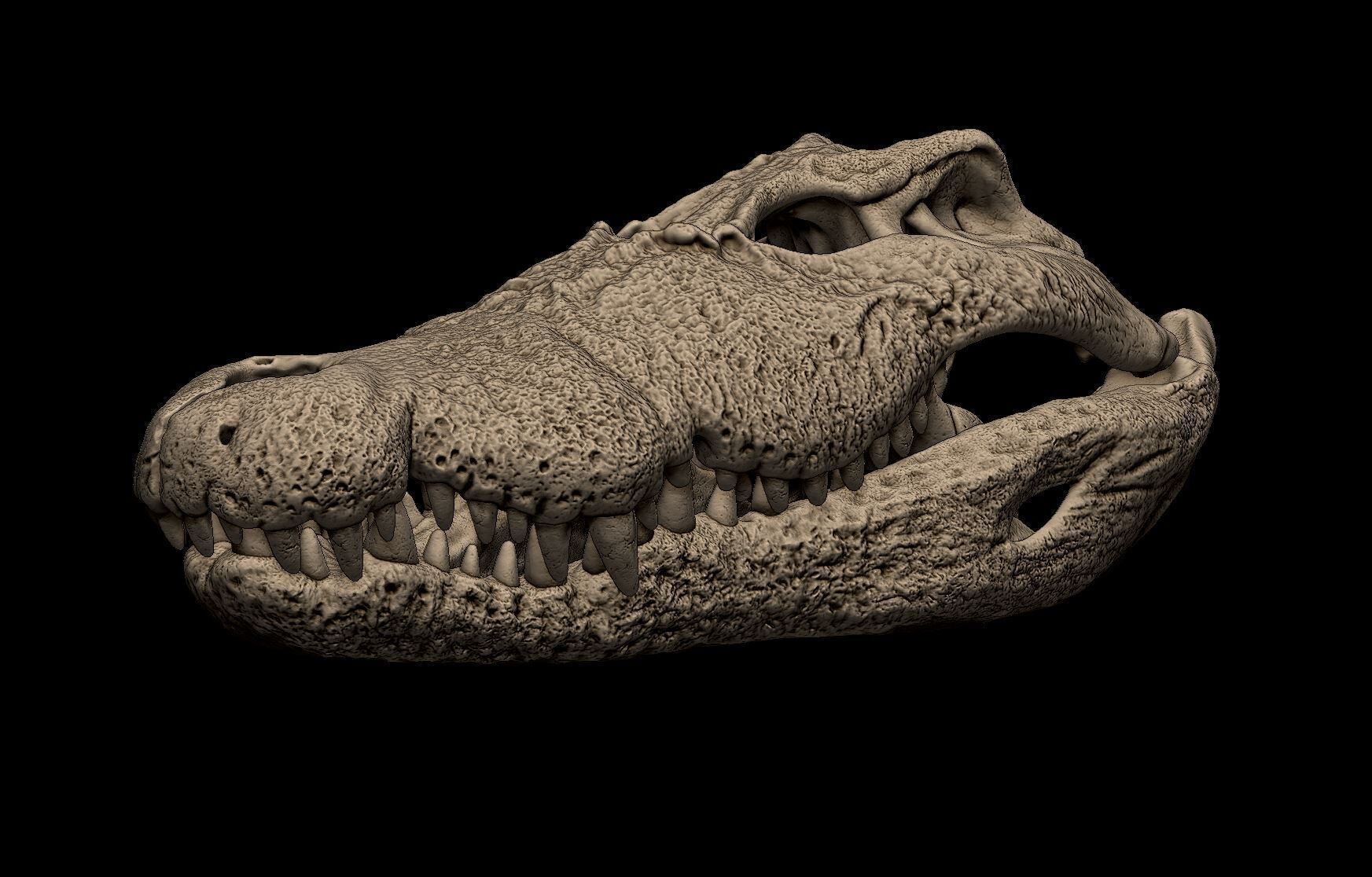Nile Crocodile Skull 3D print model_1