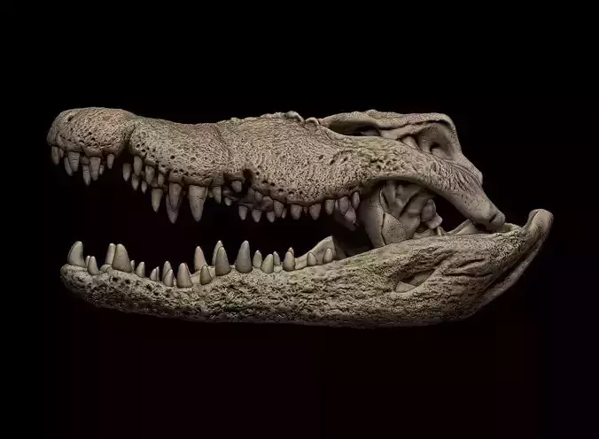 Nile Crocodile Skull 3D print model