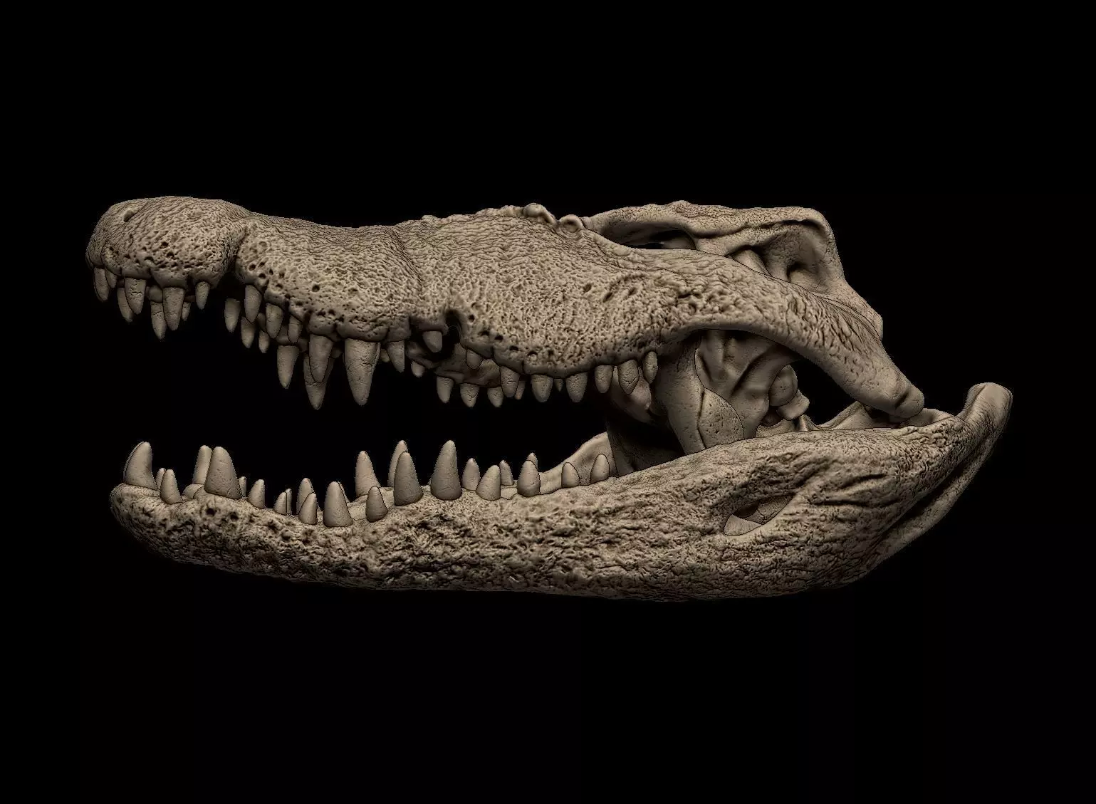 Nile Crocodile Skull 3D print model_0