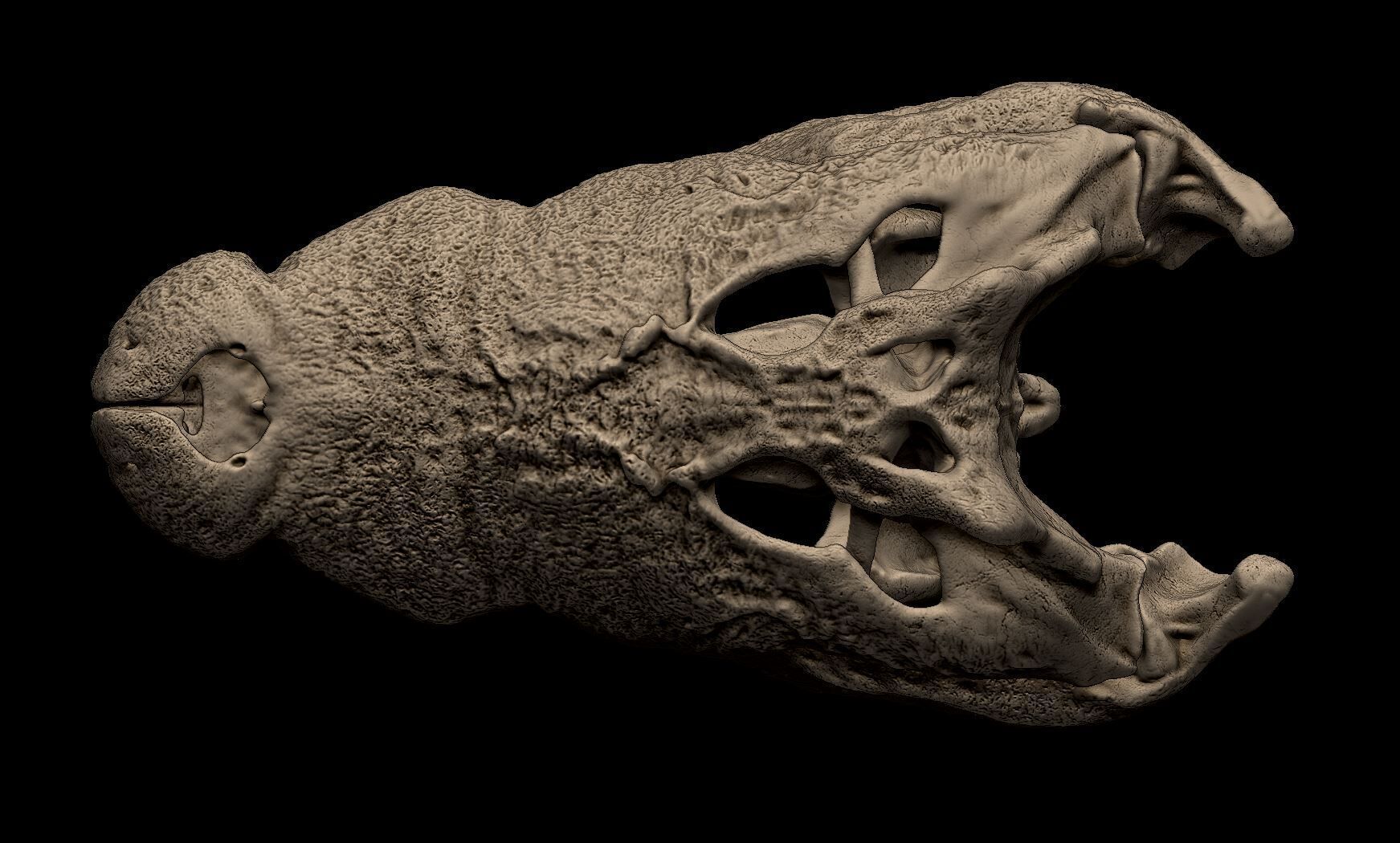 Nile Crocodile Skull 3D print model_4