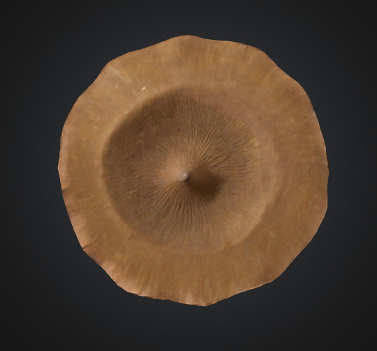 Flat mushroom 3D model_2