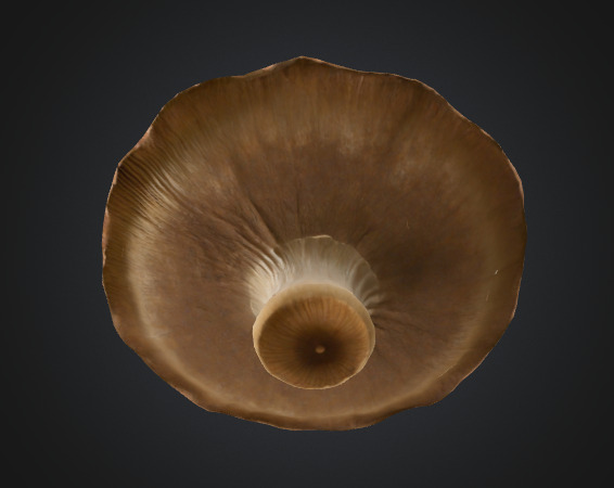 Flat mushroom 3D model_1