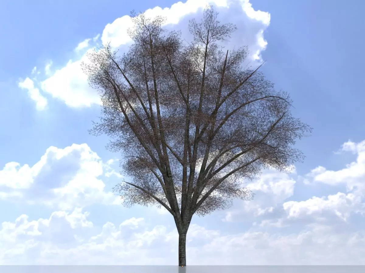 Hazelnut tree winter 8000mm Low-poly 3D model