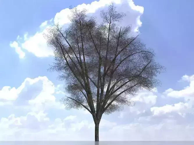 Hazelnut tree winter 8000mm Low-poly 3D model