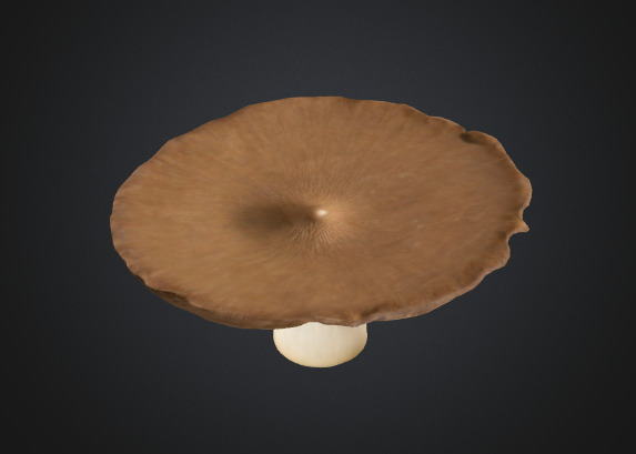 Flat mushroom 3D model_1