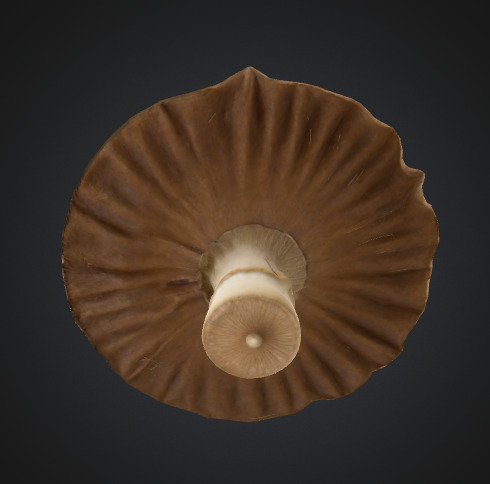 Flat mushroom 3D model_2