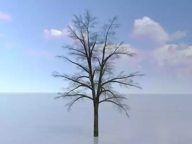 Haselnussbaum Winter 12000mm Low-poly 3D model