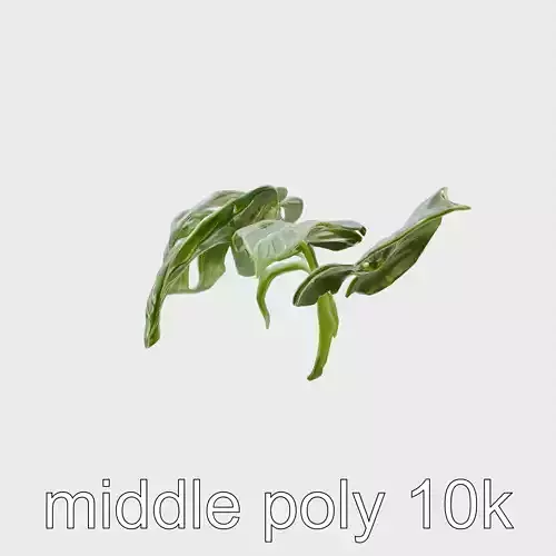 Monstera and Alocasia Leaves Botanical Art model pack Low-poly 3D model Monstera and Alocasia Leaves Botanical Art model pack Low-poly 3D model