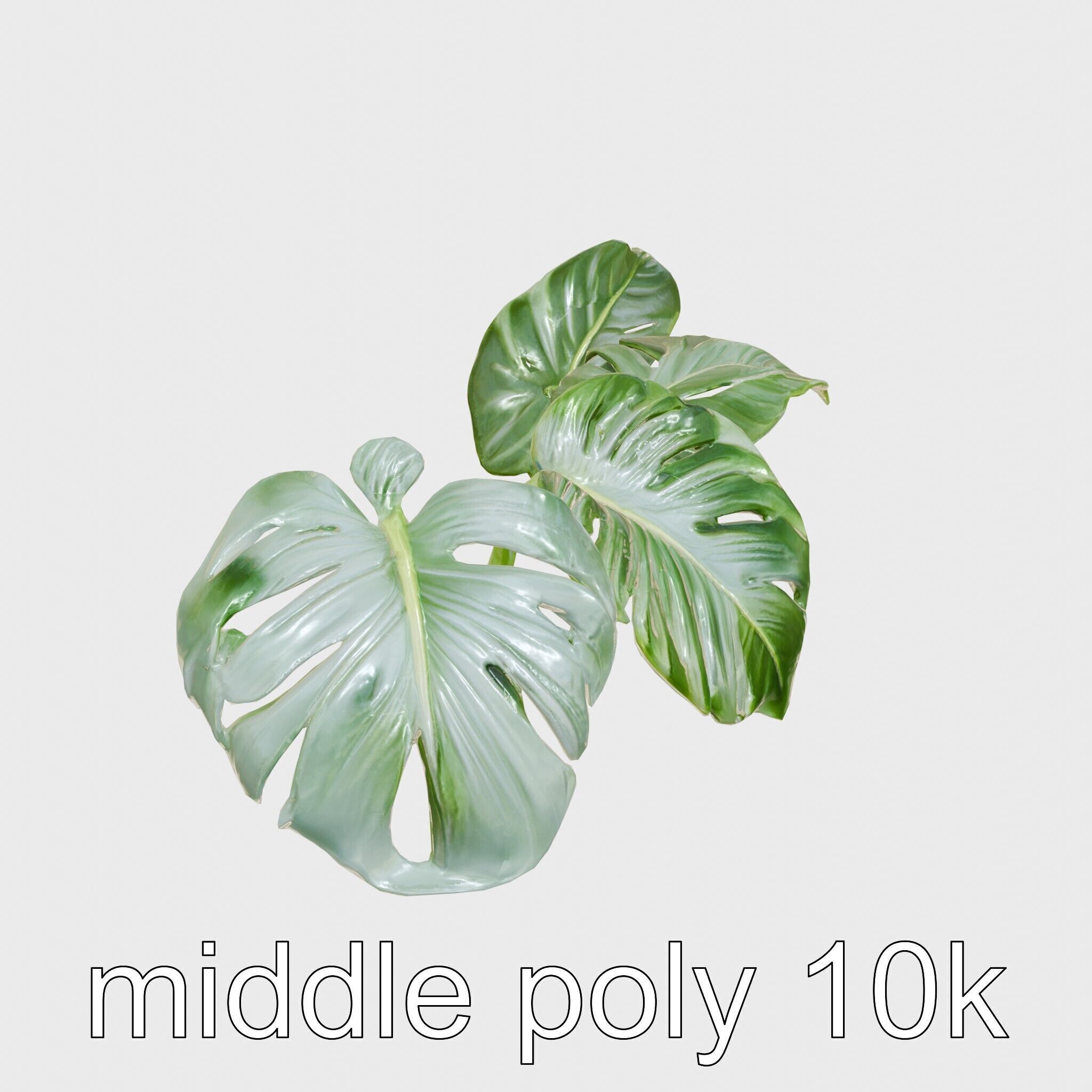 Monstera and Alocasia Leaves Botanical Art model pack Low-poly 3D model_12