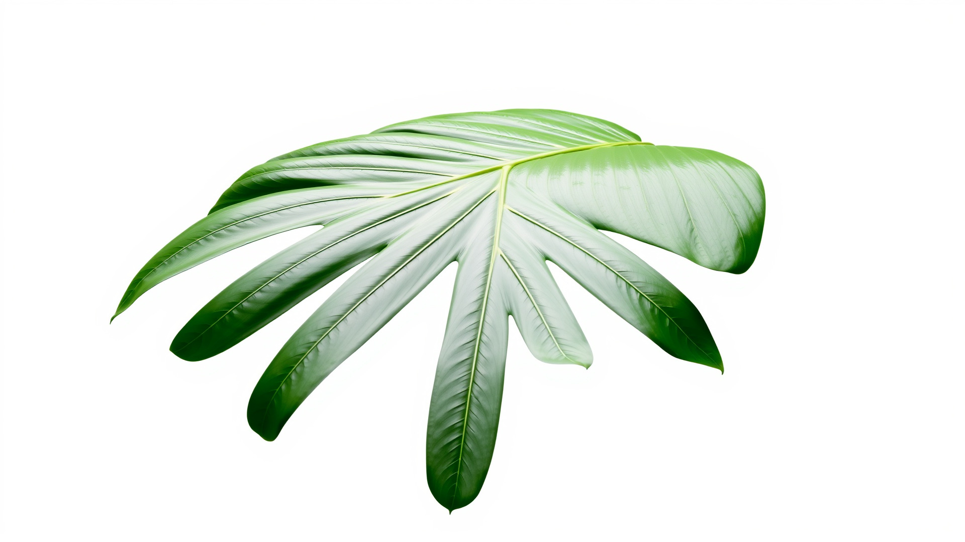Monstera Leaf Detailed Plant model pack Low-poly 3D model_6
