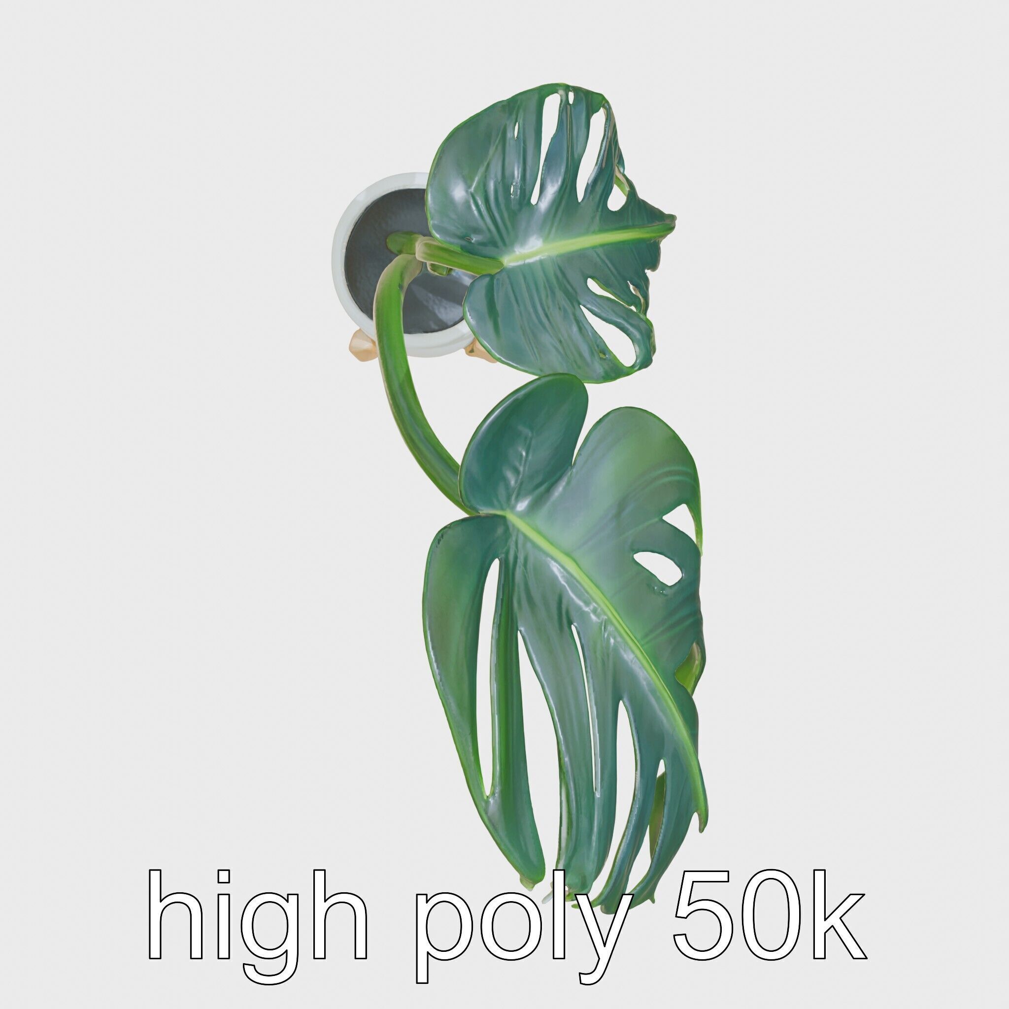 Monstera Plant in Ceramic Pot model pack Low-poly 3D model_11