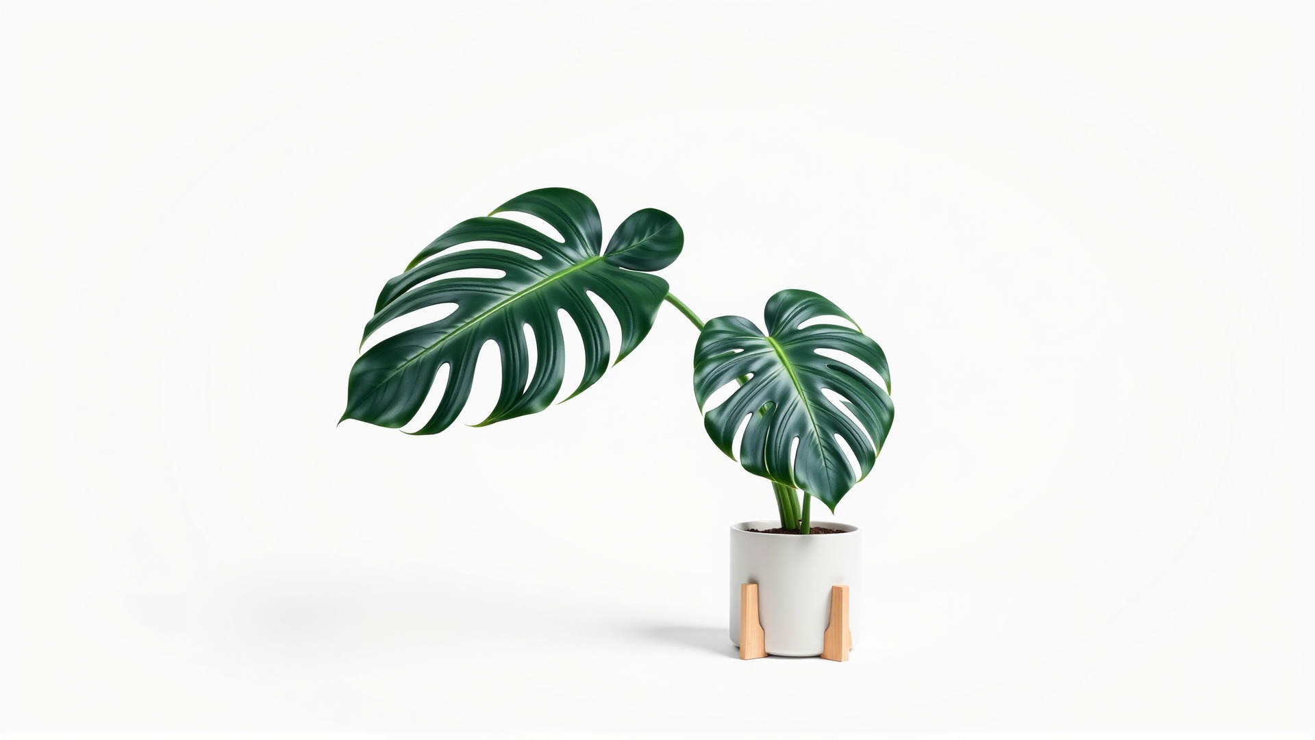 Monstera Plant in Ceramic Pot model pack Low-poly 3D model_6