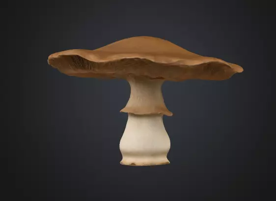 Flat mushroom 3D model_0
