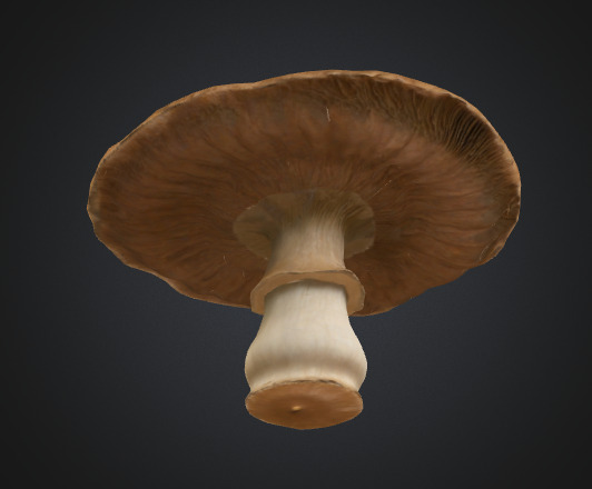 Flat mushroom 3D model_2
