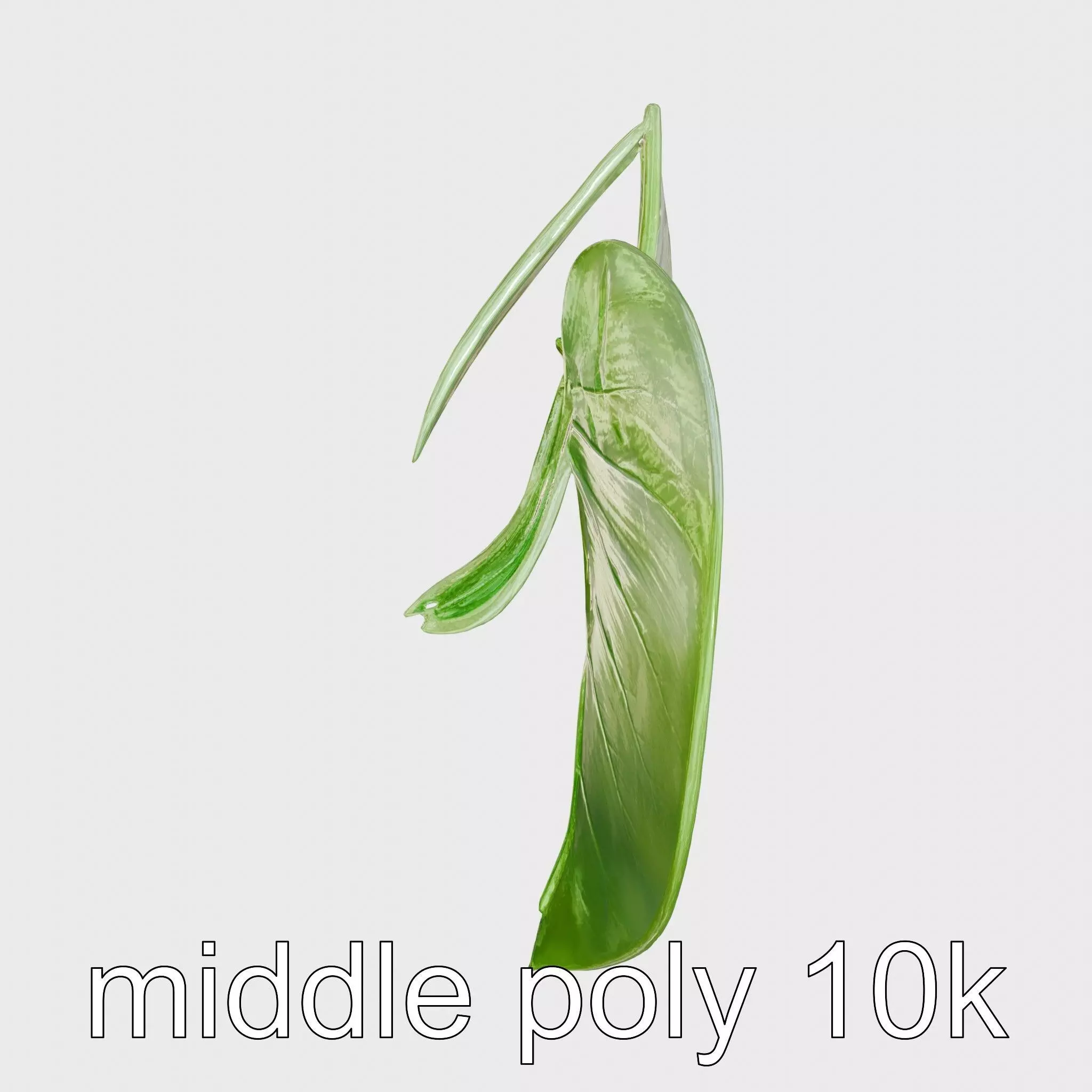 Alocasia Leaf Heart-Shaped 3D Model Pack Low-poly 3D model_0