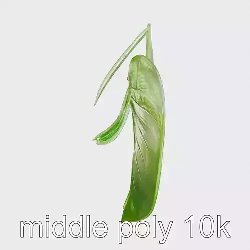 Alocasia Leaf Heart-Shaped 3D Model Pack Low-poly 3D model