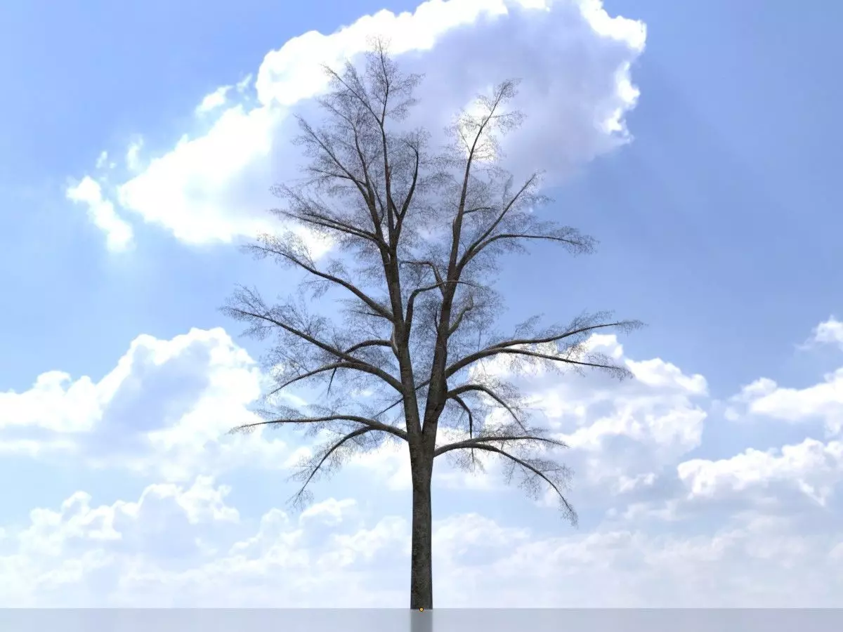 Hazelnut tree winter 16000mm Low-poly 3D model