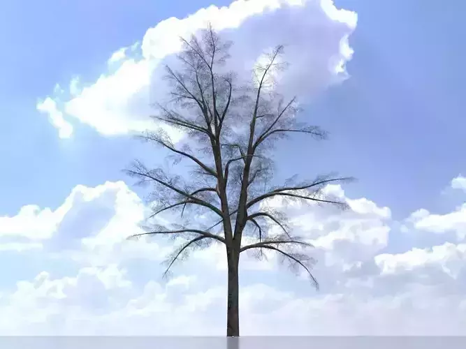Hazelnut tree winter 16000mm Low-poly 3D model