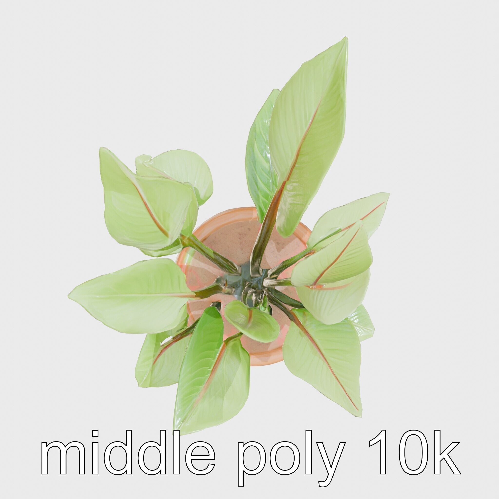 Alocasia Plant in Terracotta Pot model pack Low-poly 3D model_15