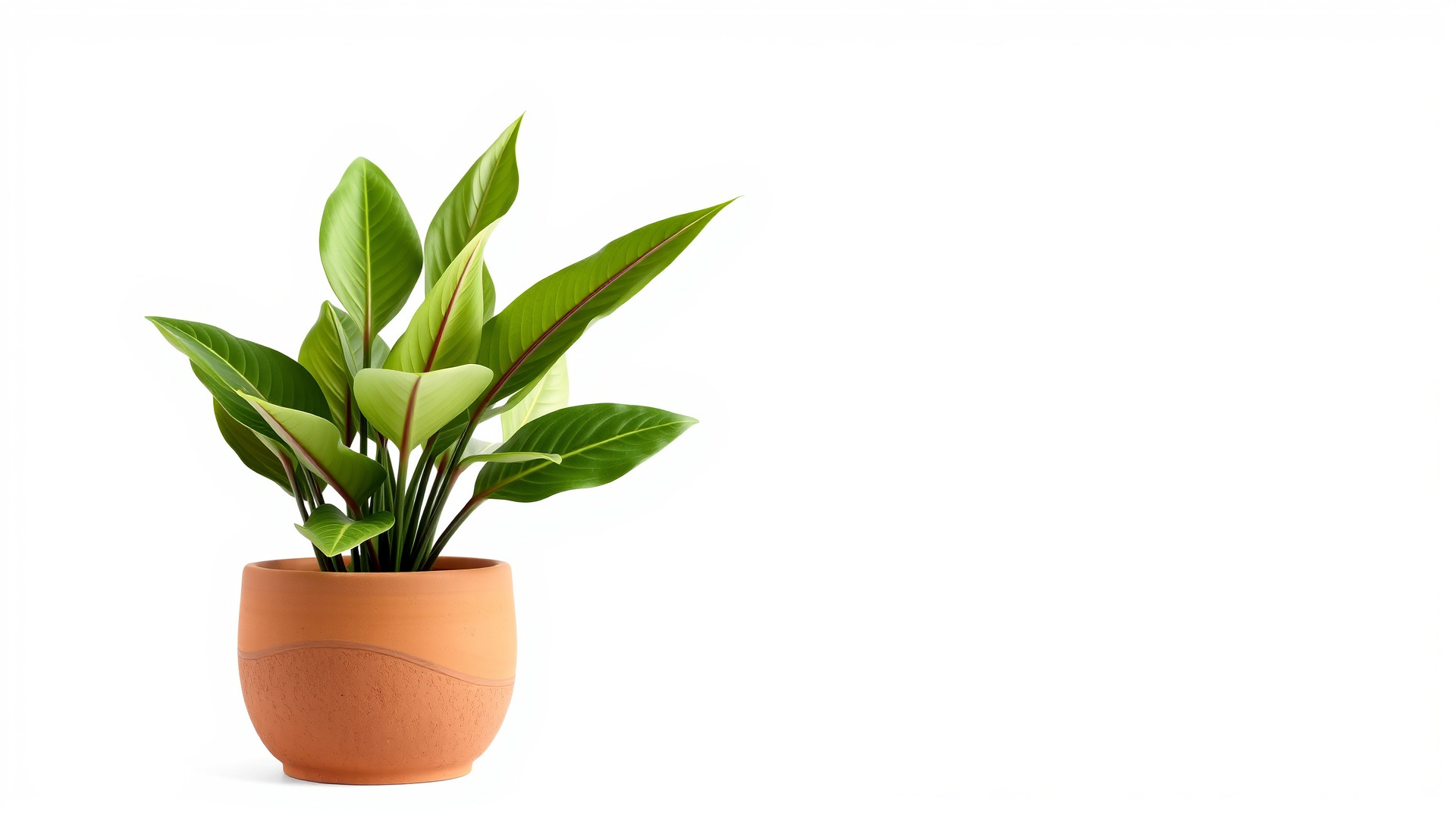 Alocasia Plant in Terracotta Pot model pack Low-poly 3D model_6