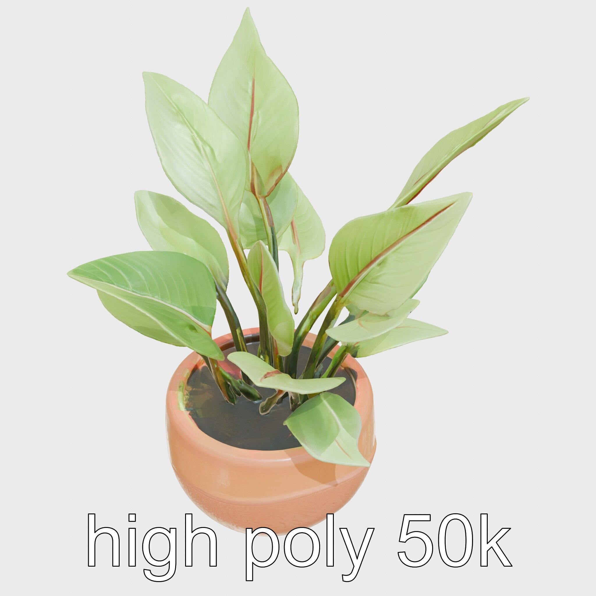 Alocasia Plant in Terracotta Pot model pack Low-poly 3D model_11