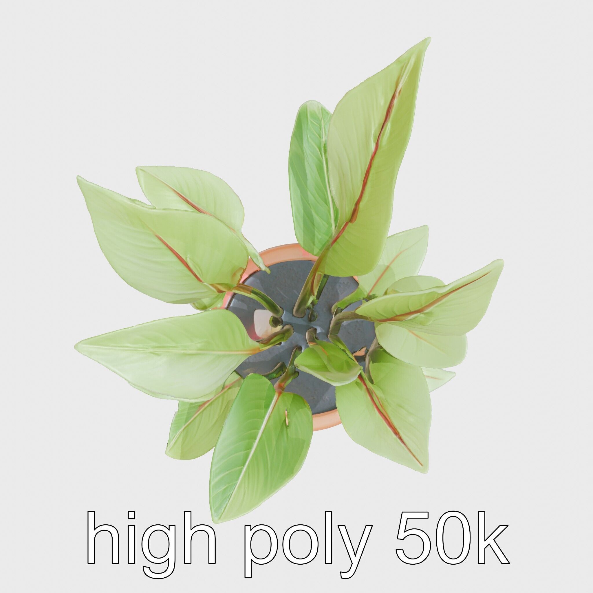 Alocasia Plant in Terracotta Pot model pack Low-poly 3D model_26