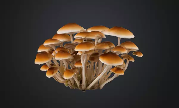 Cluster Mushroom 3D model_0