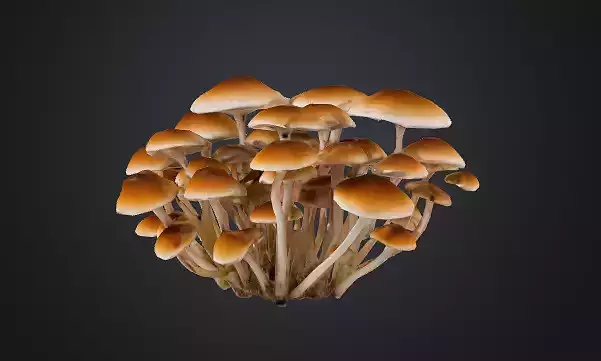 Cluster Mushroom 3D model