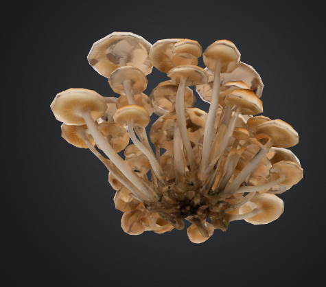 Cluster Mushroom 3D model_2