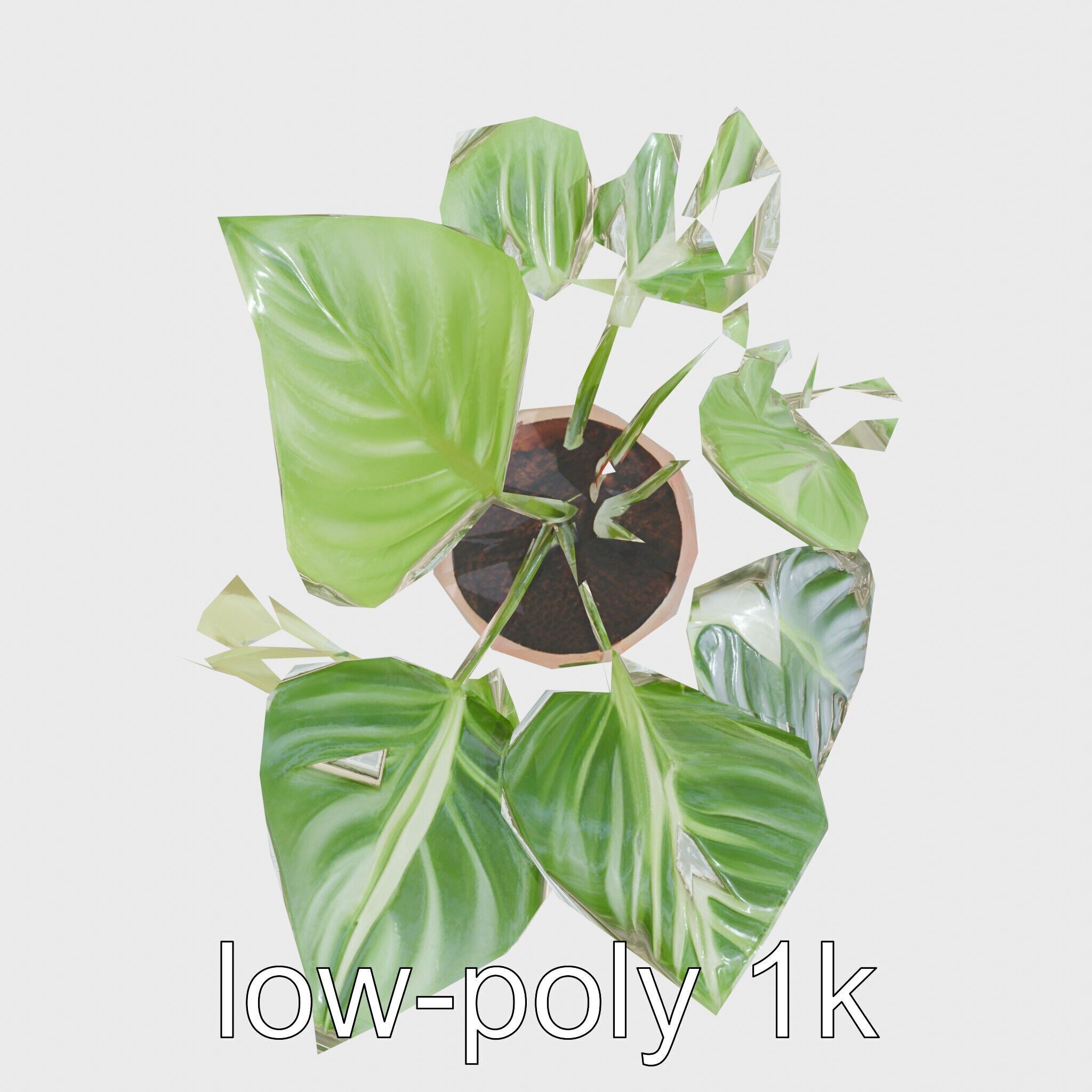 Potted Alocasia Luxurious Decorative model pack Low-poly 3D model_7