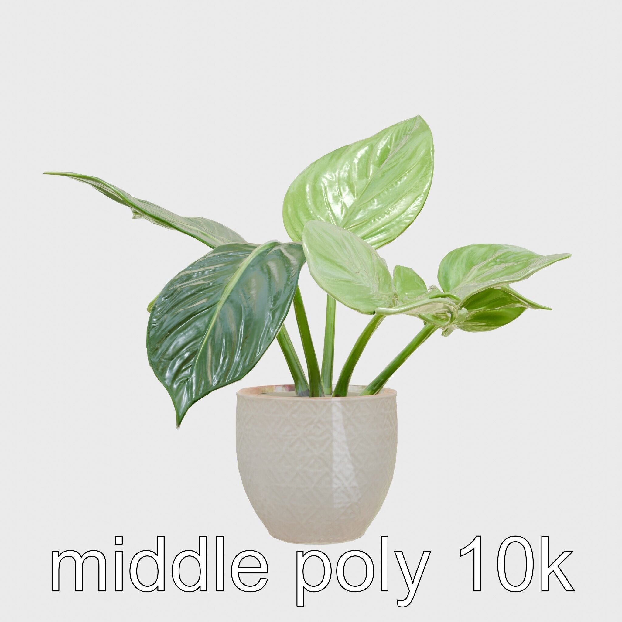 Potted Alocasia Luxurious Decorative model pack Low-poly 3D model_18